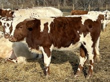 2024 BULL (RED VELVET)