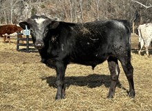 2024 BULL (MOONLIGHT TEMPTATION)