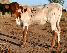 Time Line X Kookachex heifer 