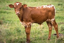 2024 BULL (DOUBLE DOTTIE)