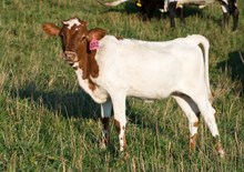 2024 HEIFER (IM SAFARIS METEORITE)