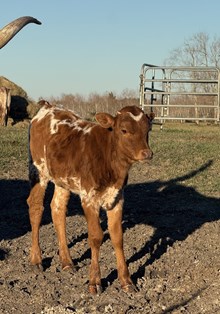 RD Roses Texas Blossom Heifer