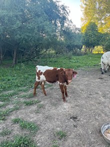 Mama Jama Heifer Calf