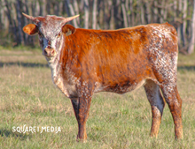 ML Pixie Belle Heifer