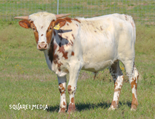 HL Rio's Lady Rangerette Bull