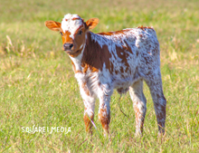 Rubies and Cash Bull Calf