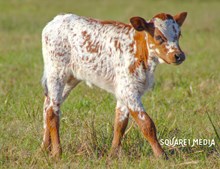 RD Valentina Heifer Calf