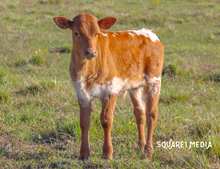 Lady Memory Bull Calf