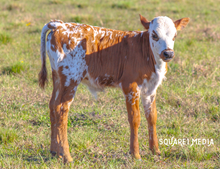 Dirty Milly Bull Calf