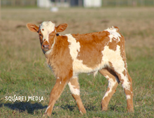 Rowdy Cowgirl Bull Calf