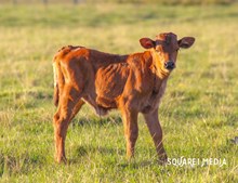 Rios Sofia Heifer Calf