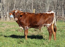 2024 BULL (DOUBLE DOTTIE)